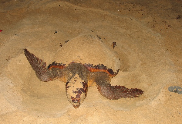 La nidificació esporàdica seria una estratègia clau que ha permès sobreviure la tortuga babaua durant milions d’anys.