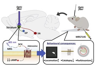 El fotofàrmac MRS7145 és efectiu en models animals de la malaltia de Parkinson, segons la recerca publicada a la revista <i>Journal of Controlled Release</i>. 