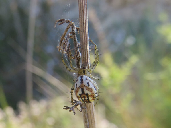 L’equip científic ha estudiat un total de 20.539 exemplars de diferents espècies d’aranyes ibèriques (foto: <i>Mangora acalypha</i>).