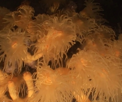 Els coralls d'aigua freda potencien la biodiversitat marina donada la seva associació amb el cicle vital de molts organismes marins. 