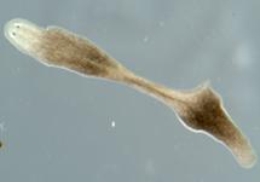 La planària <i>Schmidtea mediterranea</i> és un cuc pla amb simetria bilateral que és emprat com a model clàssic en recerca sobre regeneració cel·lular i en l’estudi de cèl·lules mare.
