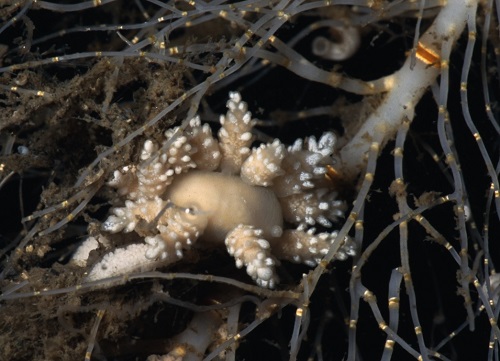 La nova espècie de nudibranqui, <i>Doto carinova</i> va ser capturada a 277 metres de fondària al mar de Weddell.  Foto: Manuel Ballesteros, UB-IRBio 