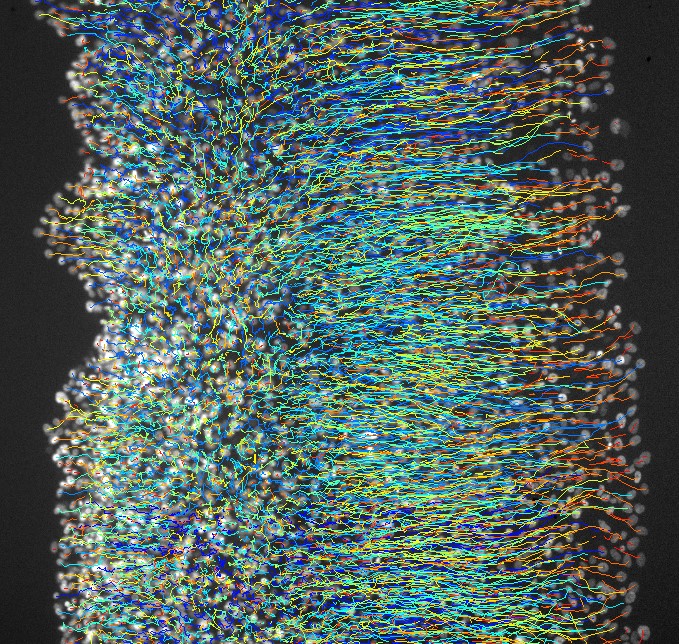 Un grup de cèl·lules d’epiteli de mama s’expandeix asimètricament sobre una superfície de rigidesa creixent (cap a la dreta de la imatge). Les línies de colors mostren la trajectòria de cada cèl·lula (punts grisos) al llarg de deu hores.