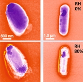 Imatges d’EFM d’una endospora i d’una cèl·lula bacteriana en condicions de baixa (a dalt) i alta (a baix) humitat relativa. L’augment del contrast en les imatges produïdes en condicions d’alta humitat relativa es relaciona amb l’absorció d’humitat de l’endospora i la cèl·lula bacteriana.