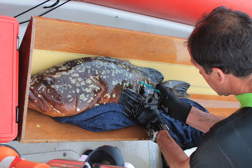 The study used visual censuses and the analysis of stable isotopes to determine the abundance and trophic niche of carnivorous fish in marine reserves and areas open to fishing. (Photo: Lluís Cardona)