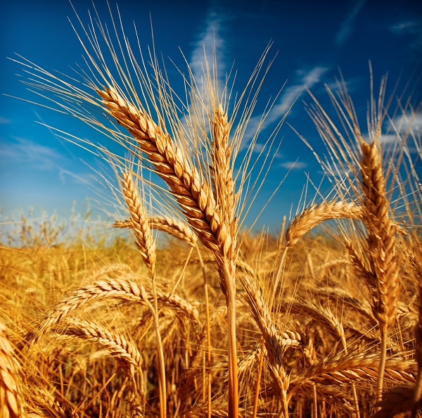 Wheat is the world's most important crop in terms of food security. 