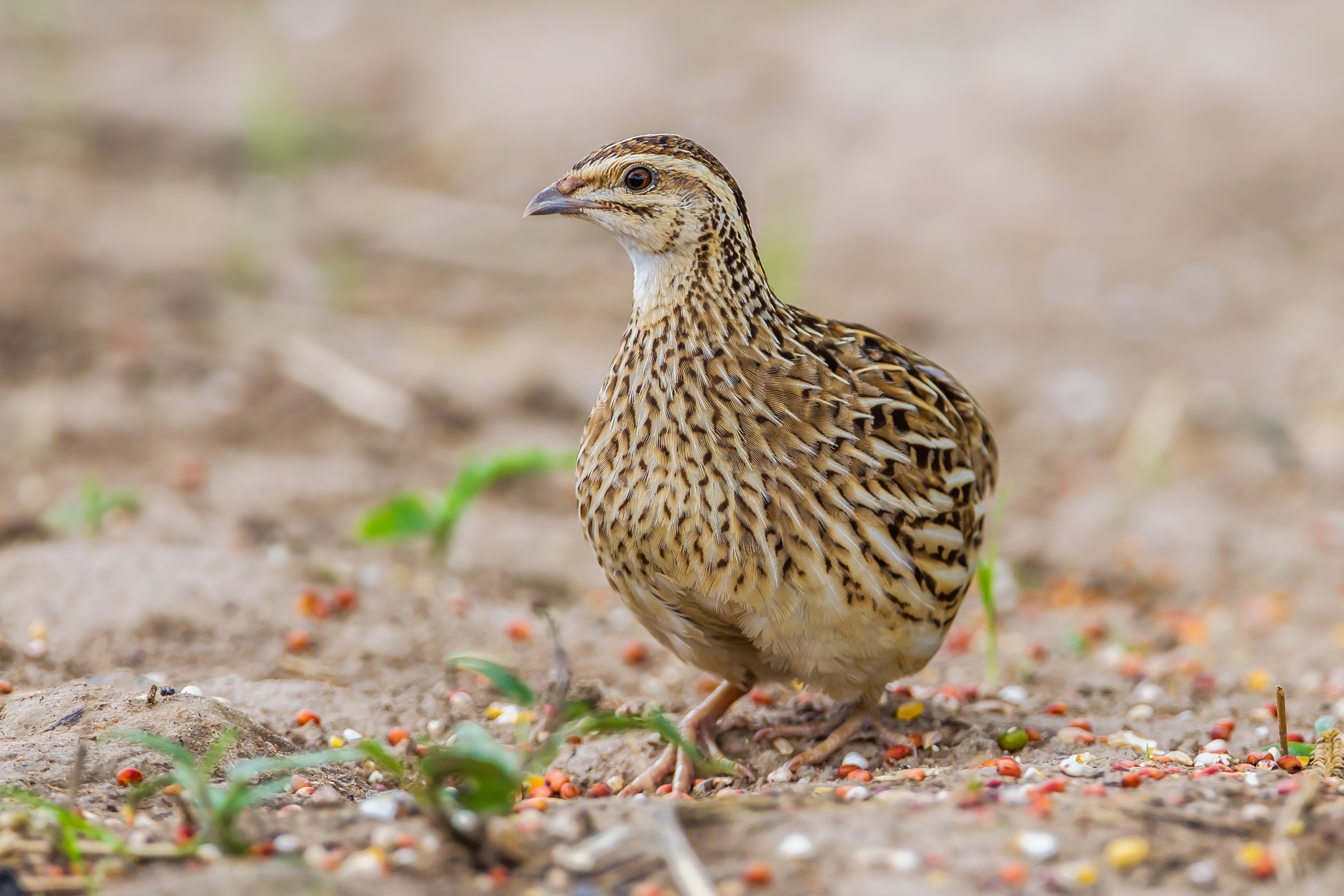 The study highlights the important role of quails (<i>Coturnix coturnix</i>) in the infection dynamics of phleboviruses.