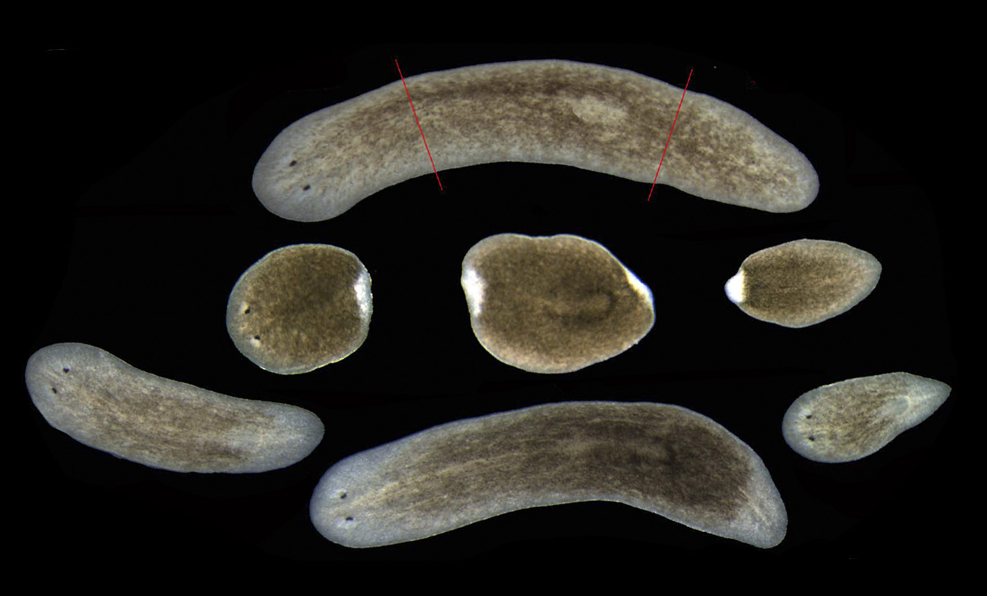 These flatworms are capable of regenerating any part of their bodies, even their heads. Foto: Teresa Adell.