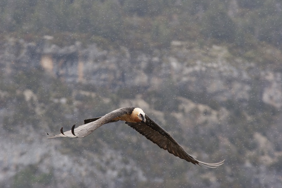 A bearded vulture flying. © Vulture Conservation Foundation.