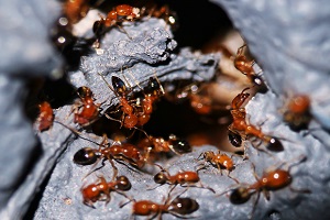 The fire ant is a reference model for studying active systems at high density.