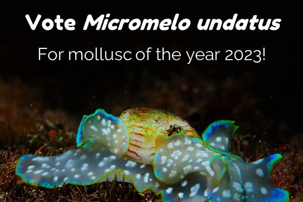 The winning mollusc for the 2023 edition will be determined through public voting, which can be done on the competition's website until 19 March.he competition's website until 19 March.