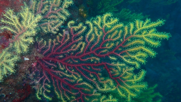 El treball alerta que ni tan sols a les àrees marines protegides no es protegeix la diversitat genètica de les espècies formadores dels hàbitats marins, com els coralls, les gorgònies o les macroalgues.