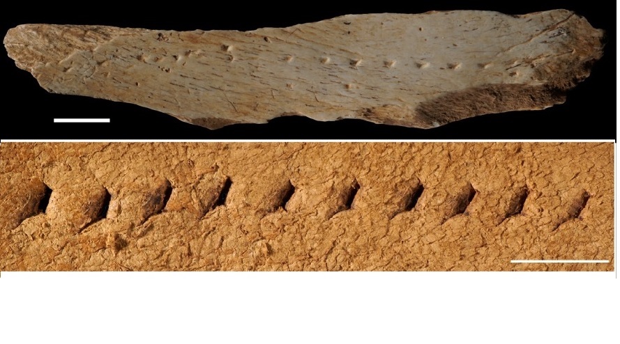 El suport de 39.600 anys d’antiguitat trobat als Canyars (a dalt) i rèplica de la tècnica de perforació per fer una costura lineal (a baix). Font: Francesco d’Errico i Luc Doyon. 